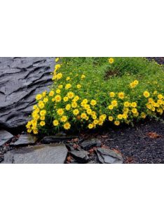 Kardlevelű peremizs / INULA ensifolia 'Compacta'