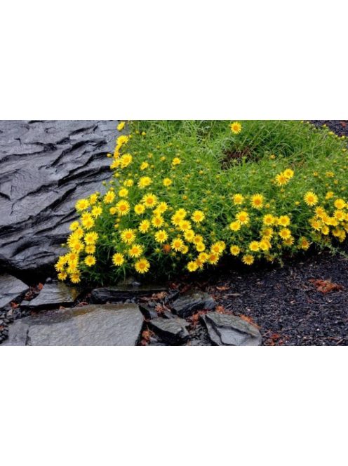 Kardlevelű peremizs / INULA ensifolia 'Compacta'