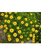 Kardlevelű peremizs / INULA ensifolia 'Compacta'