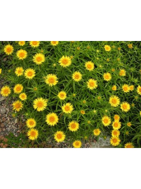 Kardlevelű peremizs / INULA ensifolia 'Compacta'