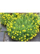 Kardlevelű peremizs / INULA ensifolia 'Compacta'