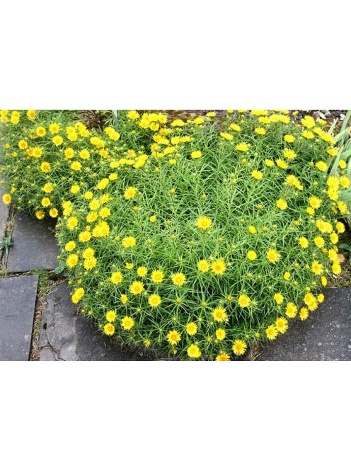 Kardlevelű peremizs / INULA ensifolia 'Compacta'
