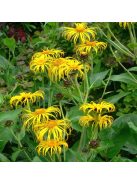 Peremizs / INULA magnifica 