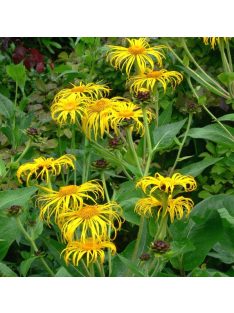 Peremizs / INULA magnifica 