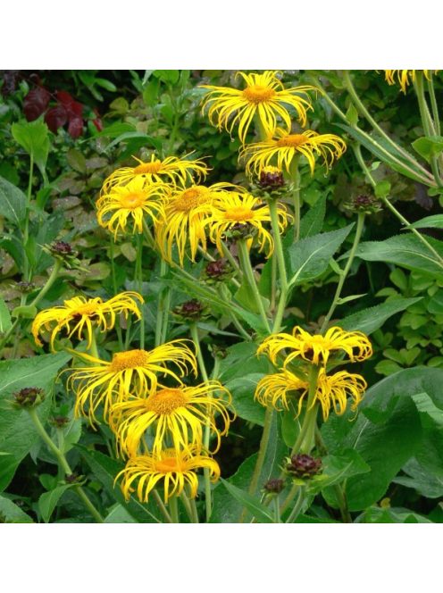 Peremizs / INULA magnifica 