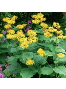 Peremizs / INULA magnifica 