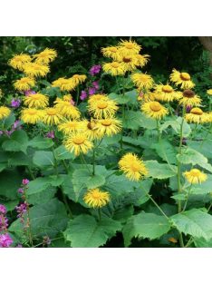 Peremizs / INULA magnifica 