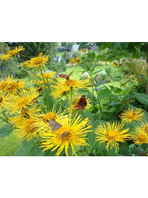 Peremizs / INULA magnifica 