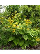 Peremizs / INULA magnifica 