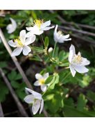 Erdei galambvirág / ISOPYRUM thalictroides 