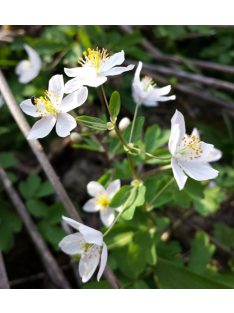 Erdei galambvirág / ISOPYRUM thalictroides 