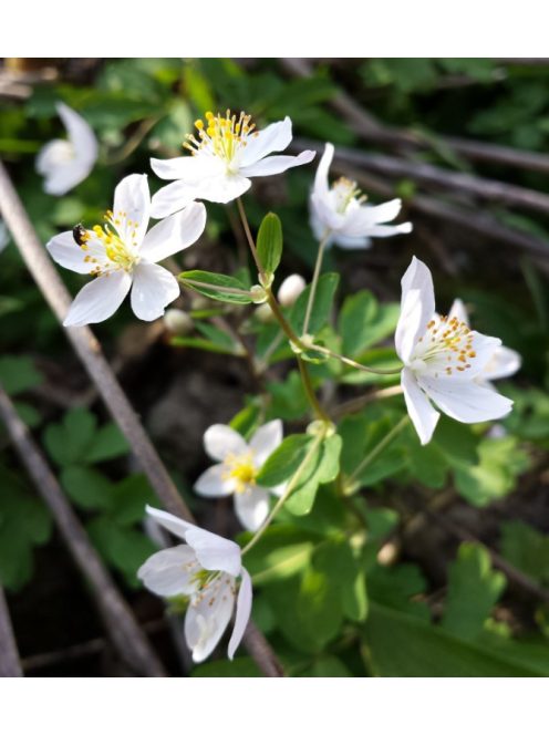 Erdei galambvirág / ISOPYRUM thalictroides 