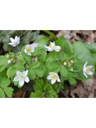Erdei galambvirág / ISOPYRUM thalictroides 