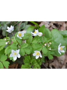Erdei galambvirág / ISOPYRUM thalictroides 