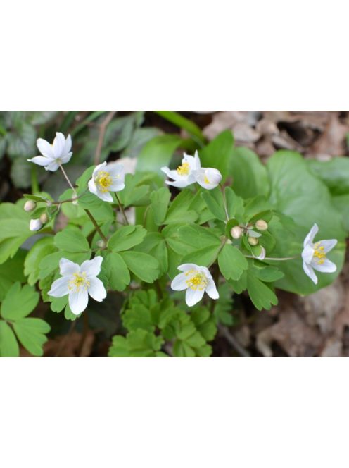 Erdei galambvirág / ISOPYRUM thalictroides 