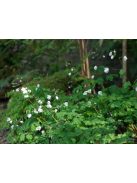 Erdei galambvirág / ISOPYRUM thalictroides 