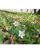Erdei galambvirág / ISOPYRUM thalictroides 