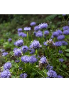 Kecses kékcsillag / JASIONE laevis 'Blaulicht'