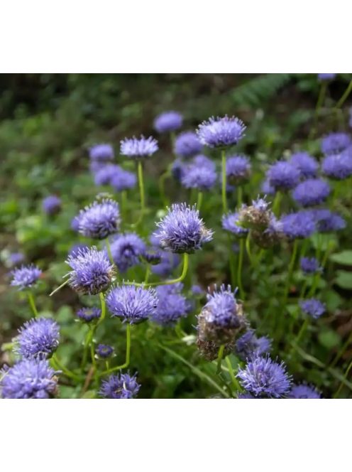 Kecses kékcsillag / JASIONE laevis 'Blaulicht'