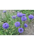 Kecses kékcsillag / JASIONE laevis 'Blaulicht'