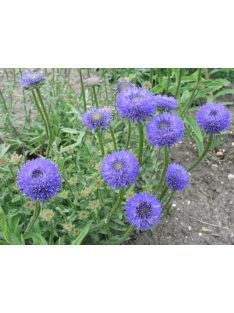 Kecses kékcsillag / JASIONE laevis 'Blaulicht'
