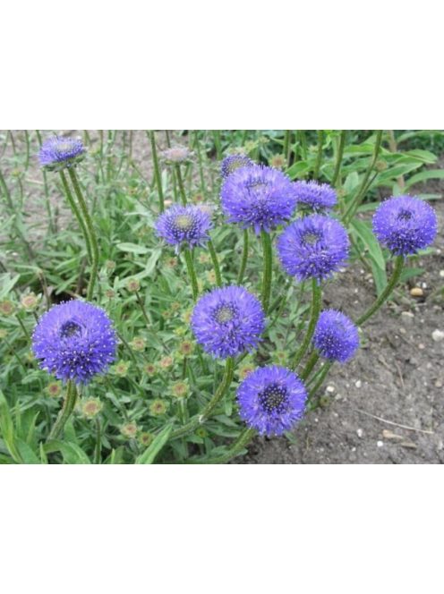 Kecses kékcsillag / JASIONE laevis 'Blaulicht'