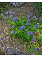 Kecses kékcsillag / JASIONE laevis 'Blaulicht'