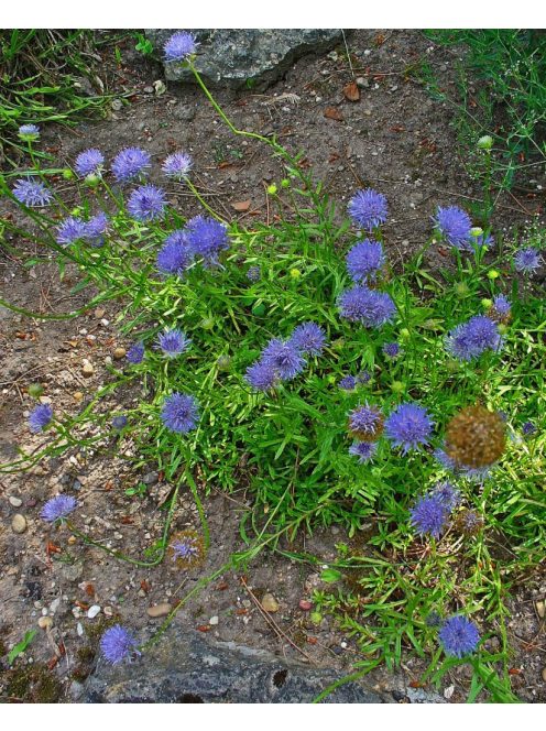 Kecses kékcsillag / JASIONE laevis 'Blaulicht'