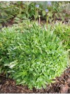 Kecses kékcsillag / JASIONE laevis 'Blaulicht'