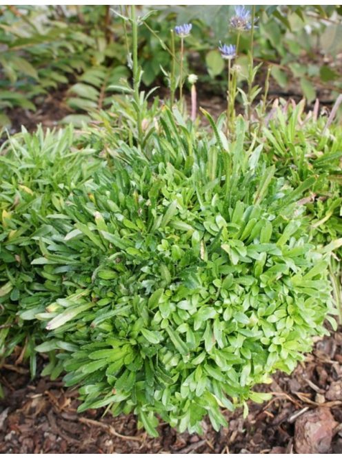 Kecses kékcsillag / JASIONE laevis 'Blaulicht'