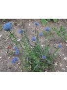 Kecses kékcsillag / JASIONE laevis 'Blaulicht'