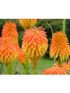 Fáklyaliliom / KNIPHOFIA rooperi 