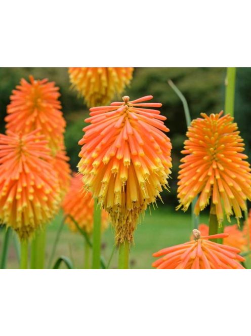 Fáklyaliliom / KNIPHOFIA rooperi 