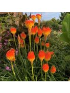 Fáklyaliliom / KNIPHOFIA rooperi 