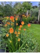 Fáklyaliliom / KNIPHOFIA rooperi 