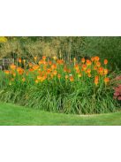 Fáklyaliliom / KNIPHOFIA rooperi 