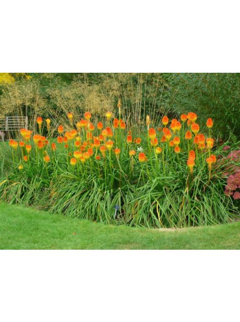Fáklyaliliom / KNIPHOFIA rooperi 