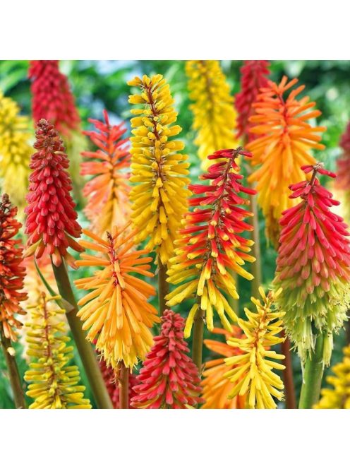 Fáklyaliliom / KNIPHOFIA uvaria 'Grandiflora Mixture'