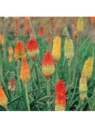 Fáklyaliliom / KNIPHOFIA uvaria 'Grandiflora Mixture'