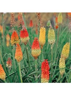   Fáklyaliliom / KNIPHOFIA uvaria 'Grandiflora Mixture'