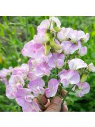 Nagyvirágú lednek / LATHYRUS latifolius 'Pink Pearl'