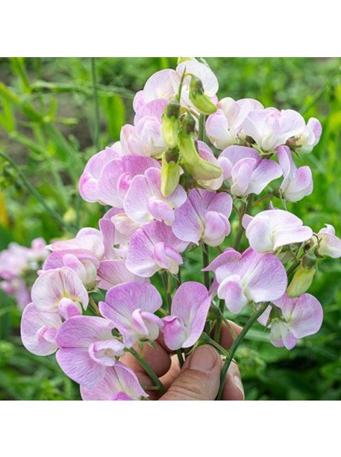 Nagyvirágú lednek / LATHYRUS latifolius 'Pink Pearl'