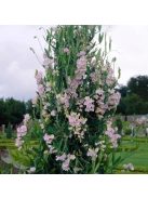 Nagyvirágú lednek / LATHYRUS latifolius 'Pink Pearl'