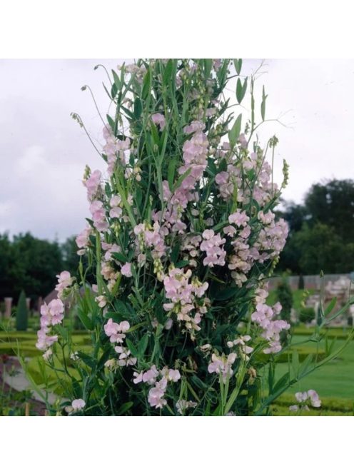 Nagyvirágú lednek / LATHYRUS latifolius 'Pink Pearl'