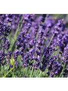 Levendula / LAVANDULA angustifolia Hidcote Blue-Strain