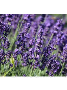 Levendula / LAVANDULA angustifolia Hidcote Blue-Strain