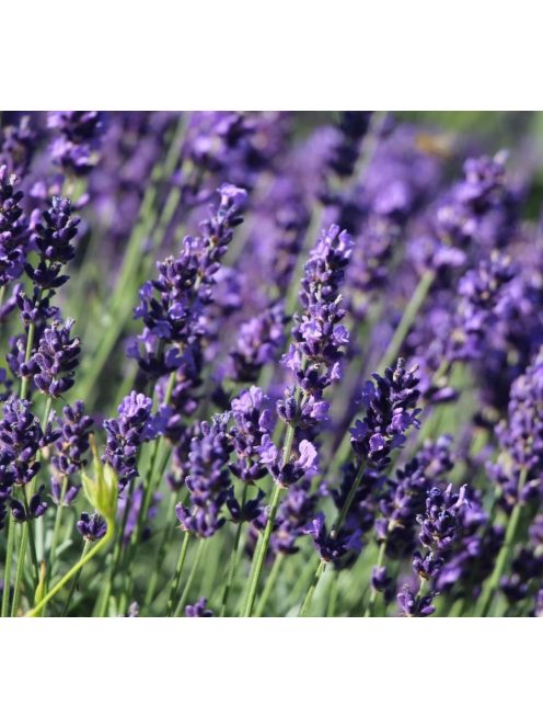 Levendula / LAVANDULA angustifolia Hidcote Blue-Strain
