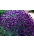 Levendula / LAVANDULA angustifolia Hidcote Blue-Strain