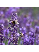 Levendula / LAVANDULA angustifolia Hidcote Blue-Strain