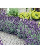 Levendula / LAVANDULA angustifolia Hidcote Blue-Strain
